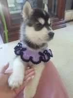 Lyra (Girl 1), a female Siberian Husky for sale in Reedville, VA – 1 of 1