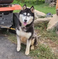 Akyra, a female Siberian Husky for sale in Reedville, VA – 2 of 2
