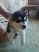 Nova (Girl 2), a female Siberian Husky for sale in Reedville, VA – 1 of 1