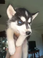 Kira (Girl 4), a female Siberian Husky for sale in Reedville, VA – 2 of 2