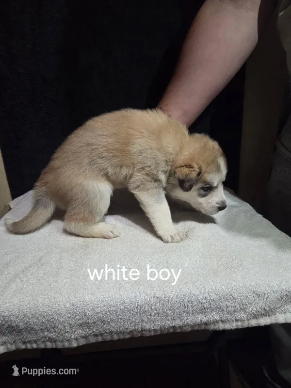 White Boy – German Shepherd Dog, Alaskan Husky puppy for sale in Bowling Green, KY