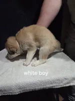 White Boy, a male German Shepherd Dog and Alaskan Husky for sale in Bowling Green, KY – Photo 3 of 3