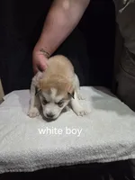 White Boy, a male German Shepherd Dog and Alaskan Husky for sale in Bowling Green, KY – Photo 2 of 3