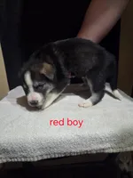 Red Boy, a male German Shepherd Dog and Alaskan Husky for sale in Bowling Green, KY – Photo 2 of 3