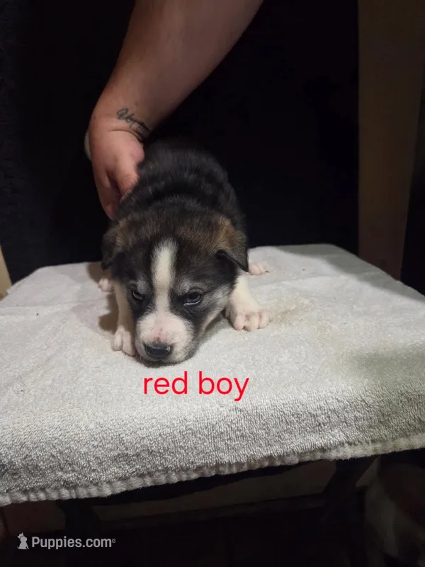 Red Boy – German Shepherd Dog, Alaskan Husky puppy for sale in Bowling Green, KY