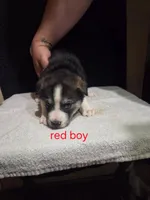 Red Boy, a male German Shepherd Dog and Alaskan Husky for sale in Bowling Green, KY – Photo 1 of 3