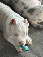 Princess, a female American Bully for sale in Easley, SC – Photo 2 of 5