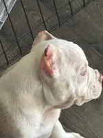 Princess, a female American Bully for sale in Easley, SC – Photo 3 of 5