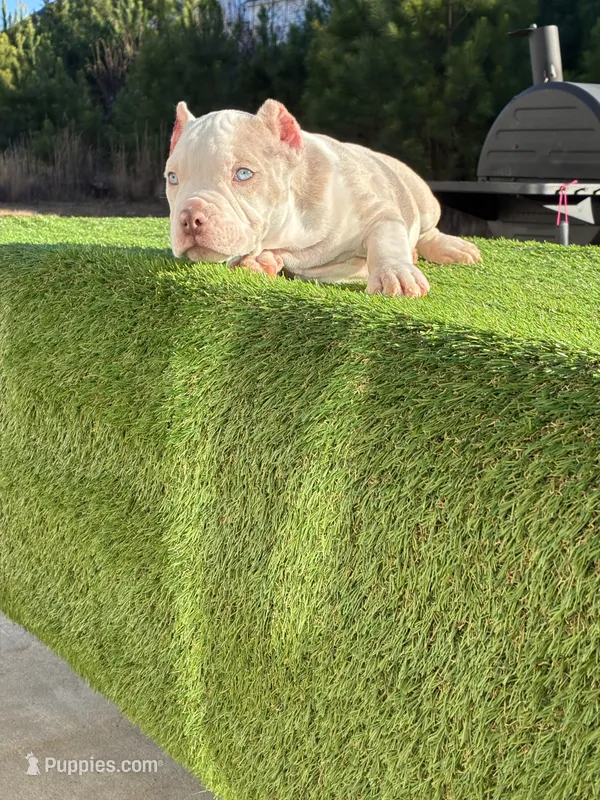 Princess, a female American Bully for sale in Easley, SC – Photo 1 of 5