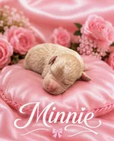 Minnie , a female Goldendoodle for sale in Buckeye, AZ – 1 of 1