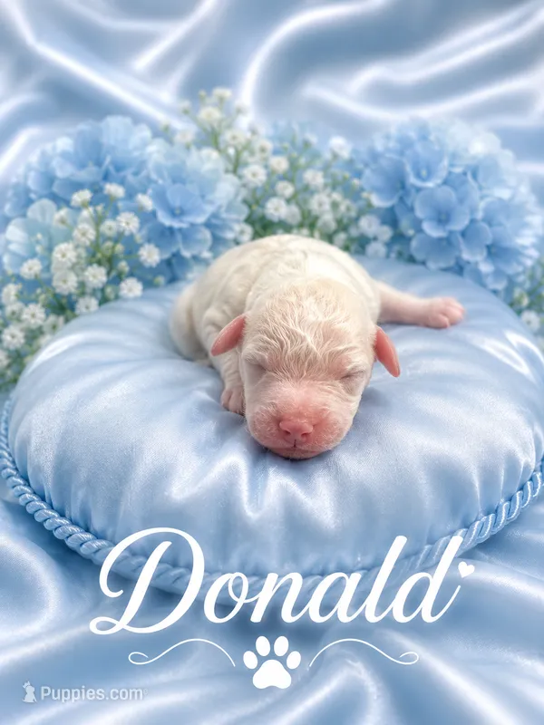 Donald  – Goldendoodle puppy for sale in Buckeye, AZ