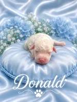 Donald , a male Goldendoodle for sale in Buckeye, AZ – 1 of 1
