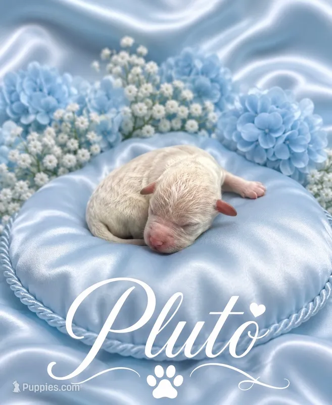 Pluto – Goldendoodle puppy for sale in Buckeye, AZ