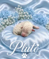 Pluto, a male Goldendoodle for sale in Buckeye, AZ – 1 of 1