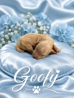 Goofy , a male Goldendoodle for sale in Buckeye, AZ – 1 of 1