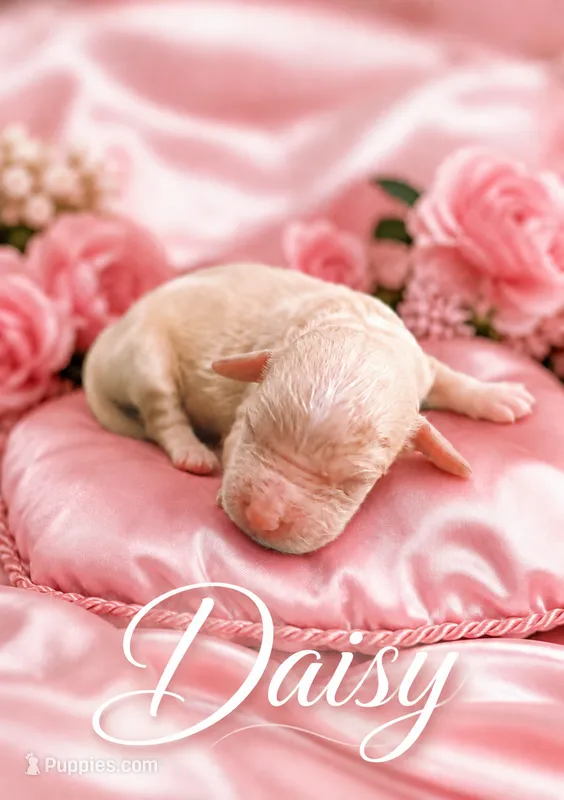 Daisy  – Goldendoodle puppy for sale in Buckeye, AZ