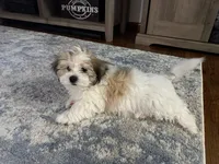 Brian | White and Tan Malshi |Ready Now, a male Mal Shi for sale in Rockaway, NJ – 3 of 8