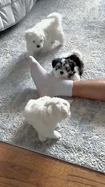 🤍 David | Black & White Malshi Ready 7/18, a male Maltese and Shih Tzu for sale in Rockaway, NJ – 4 of 6