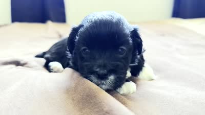 Jackie 🐾 Premium Black Tuxedo Malshi Female , a female Maltese and Mal Shi for sale in Rockaway, NJ – 3 of 5