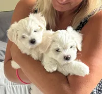 🤍 Billy | White Malshi Puppy Ready 7/18, a male Maltese and Shih Tzu for sale in Rockaway, NJ – 4 of 8