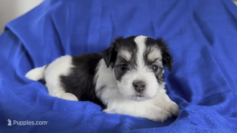 David 🌟 Black & White Parti Toy Malshi Male – Maltese, Mal Shi puppy for sale in Rockaway, NJ
