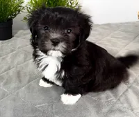 🤍 Jackie | Tuxedo Black & White Malshi Puppy, a female Maltese and Mal Shi for sale in Rockaway, NJ – 1 of 8