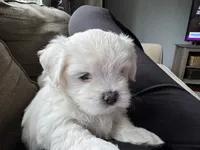 Elaine 🌟 White small breed non-shedding Malshi Female, a female Maltese and Mal Shi for sale in Rockaway, NJ – 3 of 7