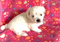 Elaine 🌟 All-White Toy Malshi Female, a female Maltese and Mal Shi for sale in Rockaway, NJ – 1 of 7