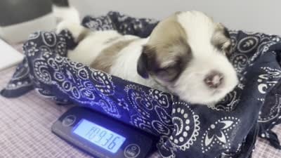 Brian 🌟 Elite Tan & White Parti Toy Malshi Male, a male Maltese and Mal Shi for sale in Rockaway, NJ – 3 of 3