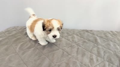 🤍 Brian | White and Tan Malshi |Ready for forever home 7/18!, a male Maltese and Mal Shi for sale in Rockaway, NJ – 8 of 8