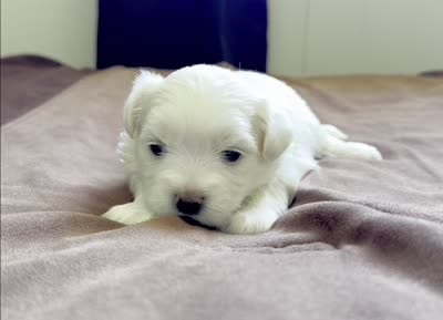 Elaine 🌟 Elite All-White Toy Malshi Female, a female Maltese and Mal Shi for sale in Rockaway, NJ – 2 of 2