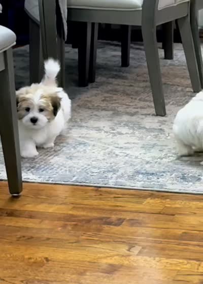 Brian | White and Tan Malshi |Ready Now, a male Maltese and Shih Tzu for sale in Rockaway, NJ – 3 of 7