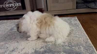 Brian | White and Tan Malshi |Ready Now, a male Mal Shi for sale in Rockaway, NJ – 7 of 8