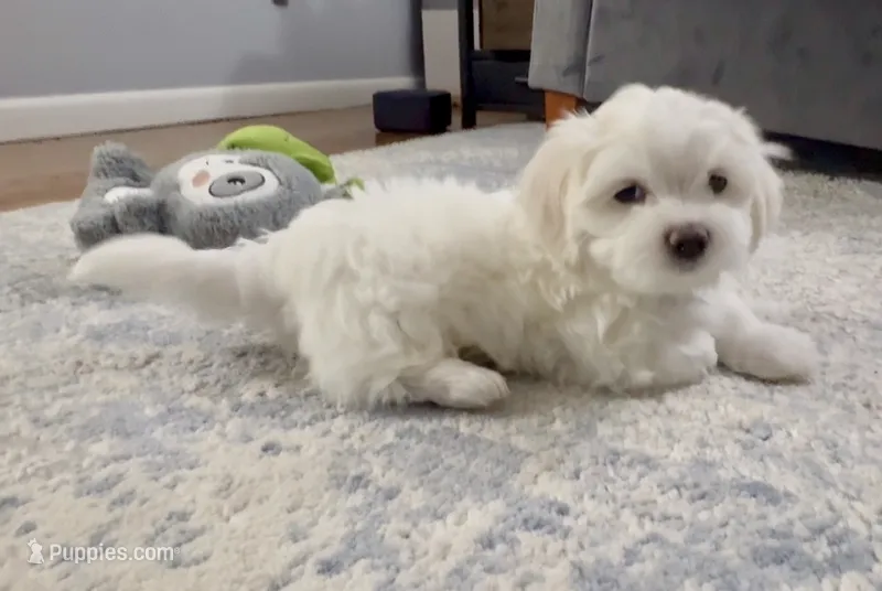 🤍 Billy | White Malshi Puppy Ready 7/18 – Maltese, Shih Tzu puppy for sale in Rockaway, NJ
