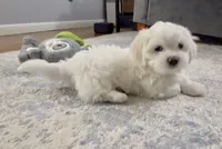 Billy | White Malshi Puppy Ready Now, a male Maltese and Shih Tzu for sale in Rockaway, NJ – 1 of 7