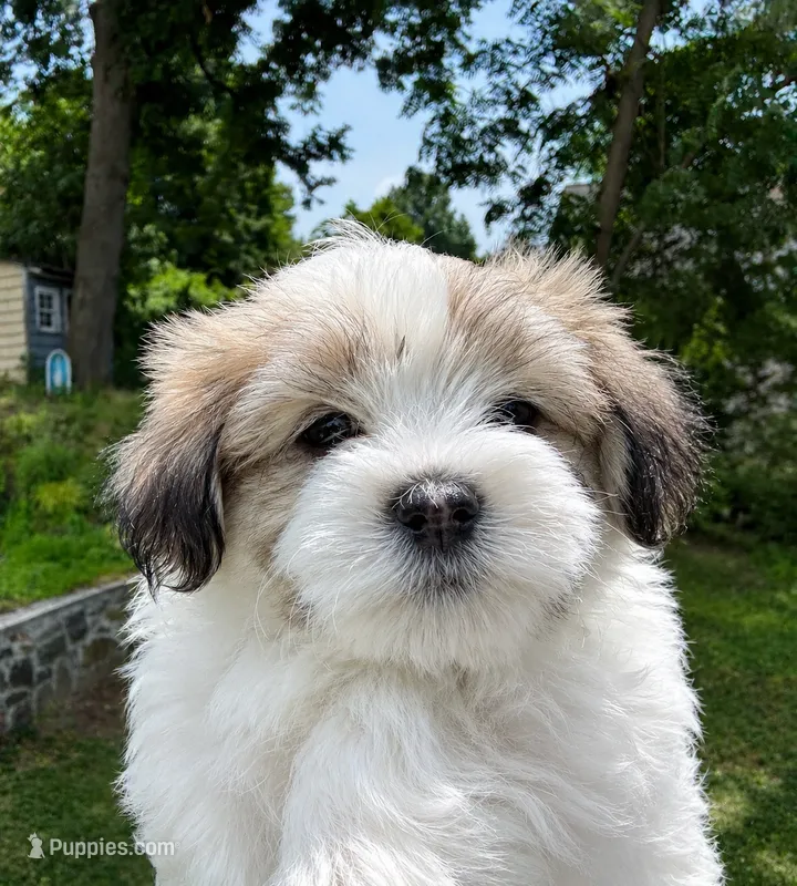 Brian 🌟 Tan & White Malshi small breed non-shedding Male – Maltese, Mal Shi puppy for sale in Rockaway, NJ