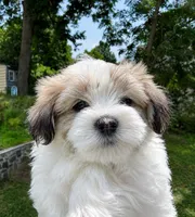 🤍 Brian | White and Tan Malshi Puppy, a male Maltese and Mal Shi for sale in Rockaway, NJ – 2 of 6