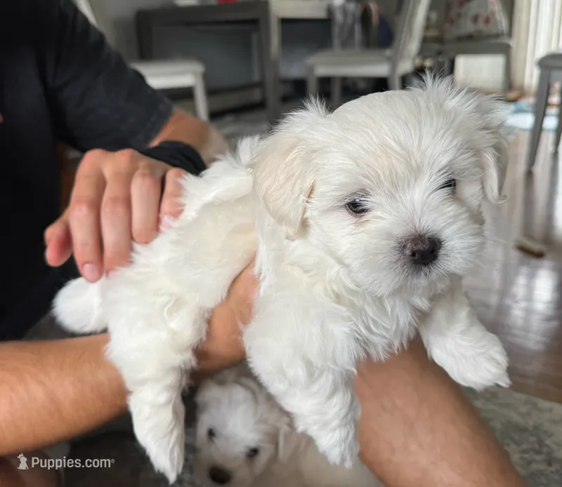 🤍 Billy | White Malshi Puppy Ready 7/18 – Maltese, Shih Tzu puppy for sale in Rockaway, NJ