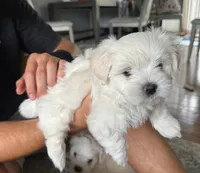🤍 Billy | White Malshi Puppy Ready 7/18, a male Maltese and Shih Tzu for sale in Rockaway, NJ – 1 of 8
