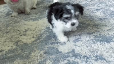 🤍 David | Black & White Malshi Puppy, a male Maltese and Mal Shi for sale in Rockaway, NJ – 5 of 6
