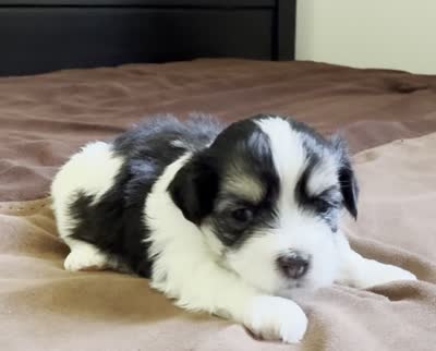 David 🌟 Elite Black & White Parti Toy Malshi Male, a male Maltese and Mal Shi for sale in Rockaway, NJ – 3 of 5