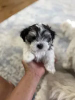 David | Black & White Malshi Ready Now, a male Maltese and Shih Tzu for sale in Rockaway, NJ – 3 of 8