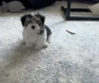 David | Black & White Malshi Ready Now, a male Maltese and Shih Tzu for sale in Rockaway, NJ – 7 of 8