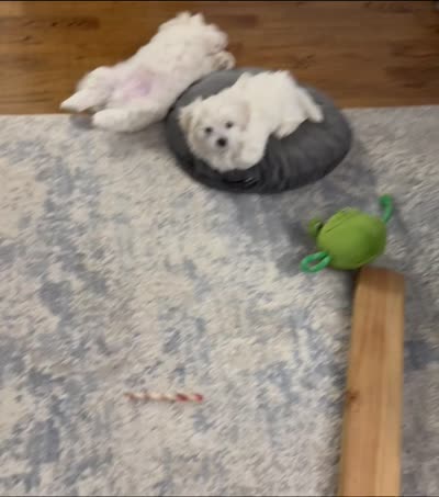 Billy 🐶 White Malshi Ready Now, a male Maltese and Mal Shi for sale in Rockaway, NJ – 6 of 8