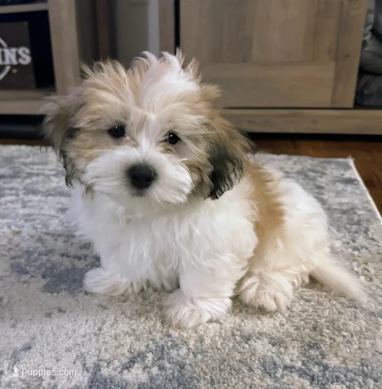 Brian | White and Tan Malshi |Ready Now – Mal Shi puppy for sale in Rockaway, NJ