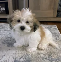 Brian | White and Tan Malshi |Ready Now, a male Mal Shi for sale in Rockaway, NJ – 1 of 8