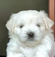 🤍 Billy | White Malshi Puppy, a male Maltese and Mal Shi for sale in Rockaway, NJ – 1 of 5