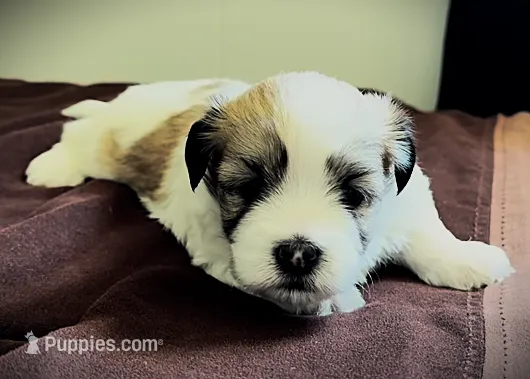 Brian 🌟 Elite Tan & White Parti Toy Malshi Male – Maltese, Mal Shi puppy for sale in Rockaway, NJ