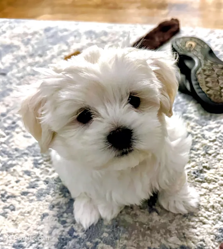 Elaine | White Malshi Ready Now – Maltese, Shih Tzu puppy for sale in Rockaway, NJ