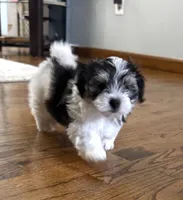 David | Black & White Malshi Ready Now, a male Maltese and Shih Tzu for sale in Rockaway, NJ – 1 of 8